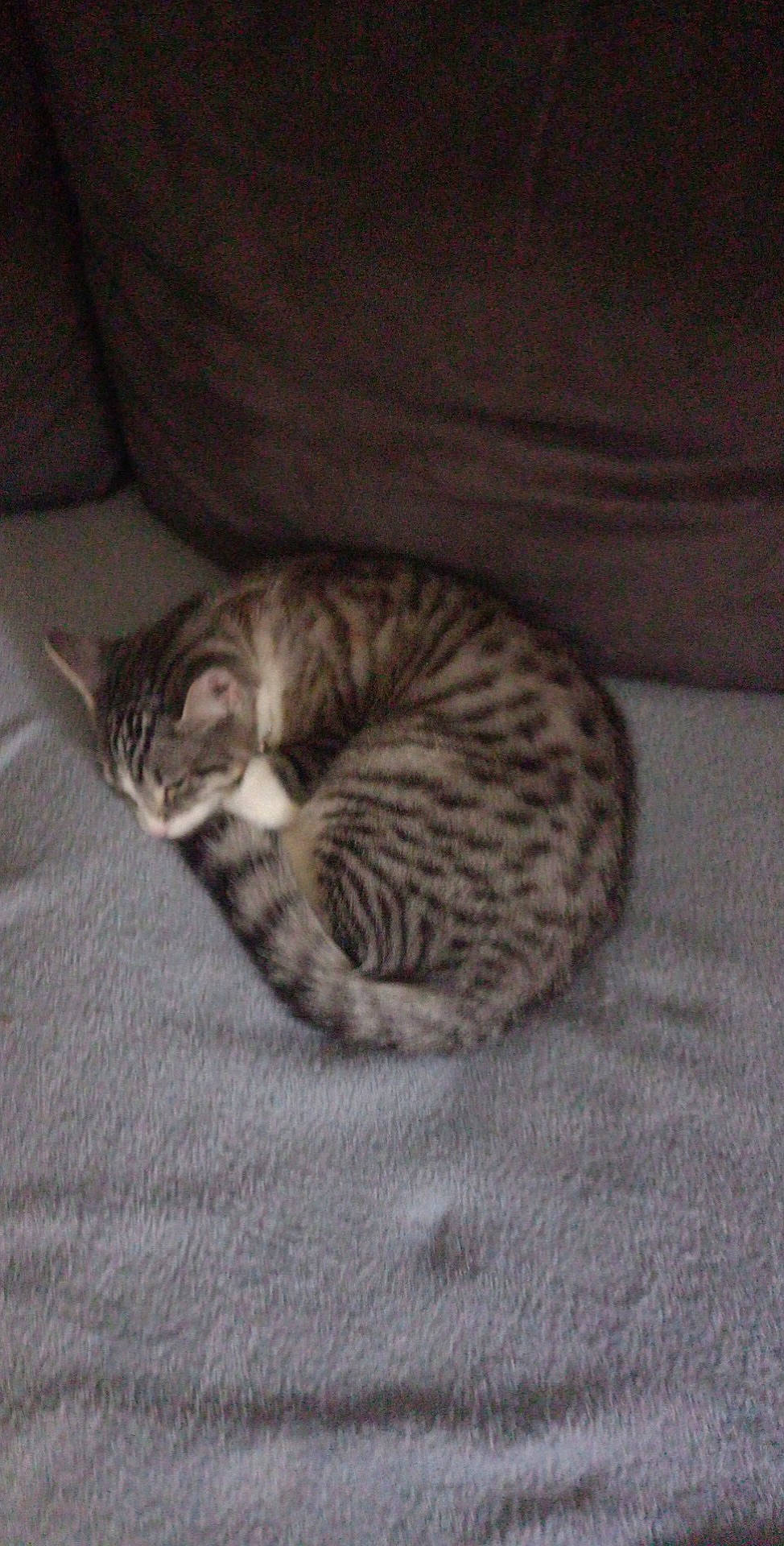 Vanille participe au concours pour gagner de l'argent avec cette photo : carnivore, cat, comfort, domestic_short_haired_cat, door, felidae, flooring, fur, grey, hardwood, paw, small_to_medium_sized_cats, snout, tail, terrestrial_animal, whiskers, wood