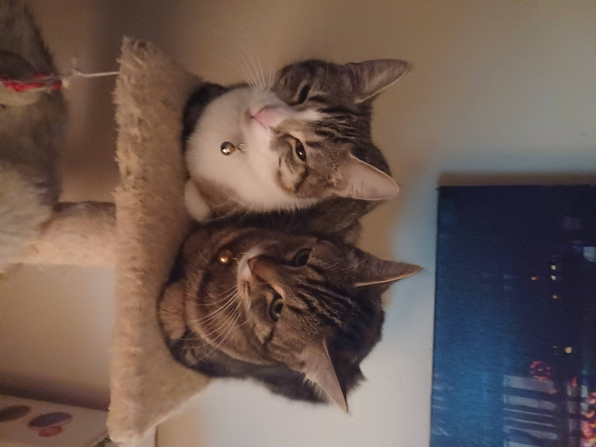 Vanille a rejoint le concours — aidez-le/la à gagner de superbes lots ! carnivore, cat, comfort, domestic_short_haired_cat, ear, eye, fawn, felidae, fur, grey, house, paw, room, shelf, small_to_medium_sized_cats, tail, textile, tree, whiskers, wood