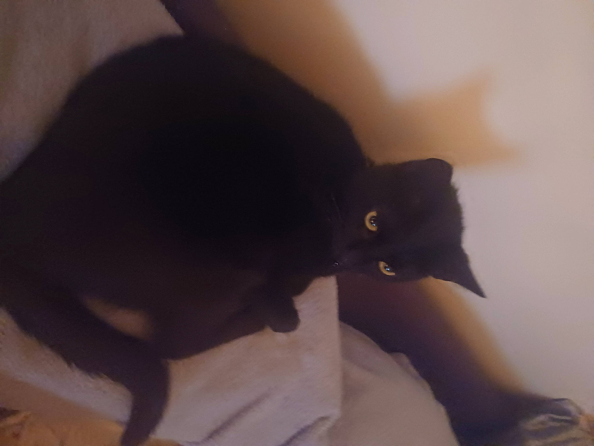 Réglise a rejoint le concours — aidez-le/la à gagner de superbes lots ! black_cat, bombay, carnivore, cat, comfort, domestic_short_haired_cat, felidae, fur, plant, room, shadow, sleeve, small_to_medium_sized_cats, snout, tail, terrestrial_animal, tints_and_shades, tree, whiskers