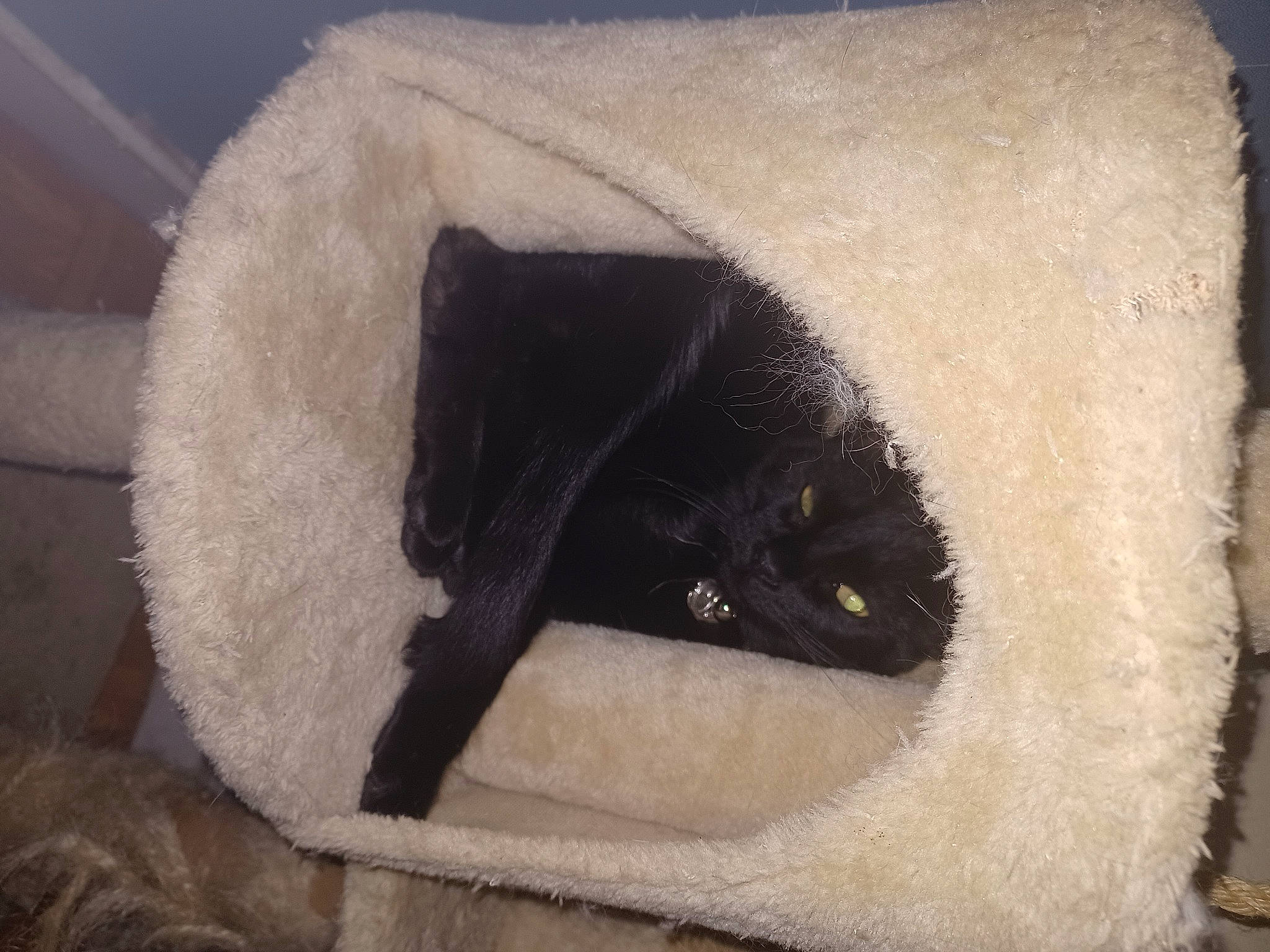 Réglise a rejoint le concours — aidez-le/la à gagner de superbes lots ! bag, black_cat, bombay, carnivore, cat, cat_bed, cat_furniture, cat_supply, comfort, domestic_short_haired_cat, fashion_accessory, felidae, fur, linens, small_to_medium_sized_cats, snout, tail, terrestrial_animal, whiskers, window