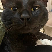 Biscuit joined the competition — help win amazing prizes! animal, bed, black_cat, blanket, close_up, cozy, cute, domestic, ears, face, feline, fur, indoor, laying, pet, portrait, resting, sleepy, soft, whiskers
