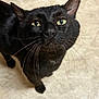 Biscuit is registered to the contest to win money with this photo: animal, black_cat, bright, cat, close_up, curious, domestic_animal, feline, floor, fur, green_eyes, household, indoor, kitchen, looking, mammal, pet, standing, texture, whiskers