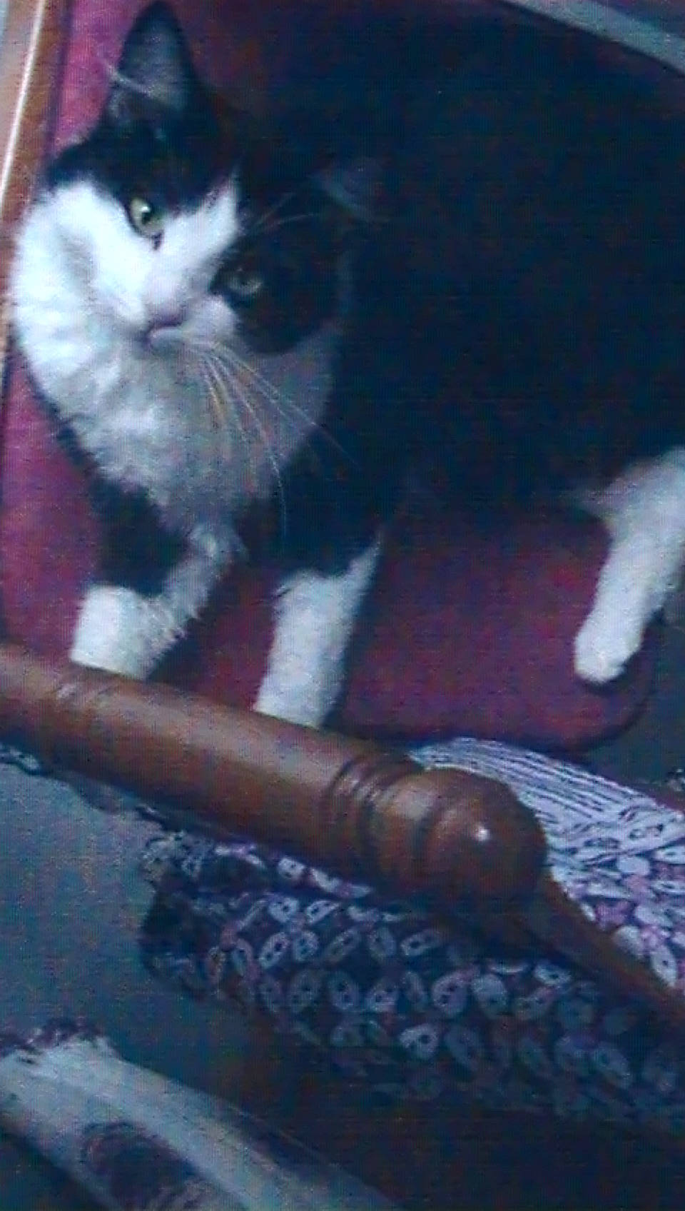 Mimine a rejoint le concours — aidez-le/la à gagner de superbes lots ! carnivore, cat, domestic_short_haired_cat, felidae, kitten, polydactyl_cat, small_to_medium_sized_cats, tail, whiskers