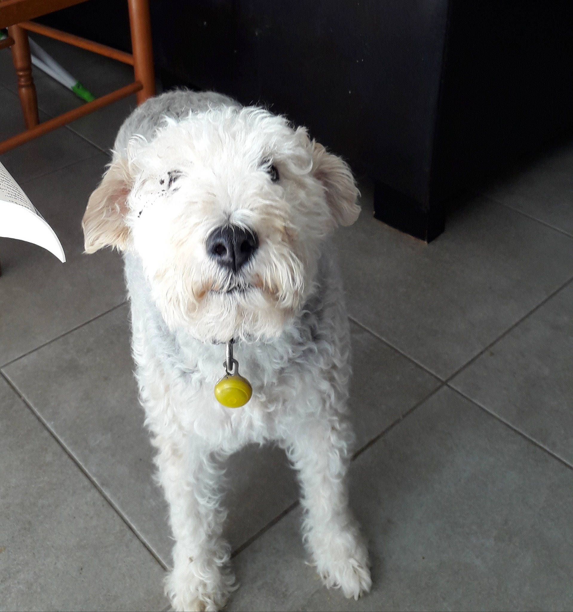 Fanny participe au concours pour gagner de l'argent avec cette photo : briquet_griffon_vendeen, canidae, carnivore, companion_dog, dog, dog_breed, dutch_smoushond, irish_soft_coated_wheaten_terrier, mammal, poodle_crossbreed, rare_breed_dog, schnauzer, schnoodle, sealyham_terrier, small_terrier, sporting_group, sporting_lucas_terrier, terrier, vertebrate, wire_hair_fox_terrier