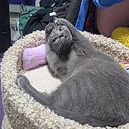 Little Miss Van Gogh is registered to the contest to win money with this photo: animal, blanket, cat, cat_bed, clothing, cozy, cute, feline, fur, gray_cat, home, indoor, pet, playful, purple, relaxed, resting, soft, stretching, yellow