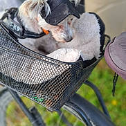 Gadjo a rejoint le concours — aidez-le/la à gagner de superbes lots ! accessory, animal, basket, bike, blanket, canine, cap, closeup, daylight, dog, fur, grass, headwear, leisure, metal, outdoor, pet, resting, transport, wheel