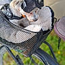 accessory, animal, basket, bike, blanket, canine, cap, closeup, daylight, dog, fur, grass, headwear, leisure, metal, outdoor, pet, resting, transport, wheel
