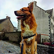 Népal a rejoint le concours — aidez-le/la à gagner de superbes lots ! dog, canine, blue_eyes, sitting, leash, stone_wall, stone_pavement, house, chimney, outdoor, pet, fur, side_view, ears_up, tongue_out, daytime, sky, residential_area, animal, quiet