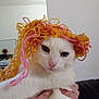 cat, white_cat, yarn_wig, indoor, hands, unimpressed_expression, pet, animal, feline, close_up, domestic, household, fur, cute, costume, playful, background, kitchen, soft_light, person_holding