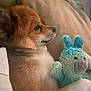 Odie is registered to the contest to win money with this photo: dog, stuffed_toy, bed, blanket, cozy, fur, toy, indoor, pet, cute, sleepy, resting, comfort, animal, companion, soft, brown, white, blue, plush