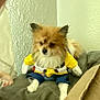 Odie is registered to the contest to win money with this photo: dog, costume, outfit, toy_story, cowboy, small_dog, fluffy, indoor, couch, furniture, pet, animal, brown, white, yellow, blue, sitting, cute, home, wall