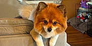 Odie joined the competition — help win amazing prizes! dog, pomeranian, couch, living_room, pet, fur, indoors, air_conditioner, curtain, wooden_floor, plush_toys, cage, brown, gray, furniture, pet_care, animal, cute, relaxed, household