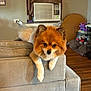 dog, pomeranian, couch, living_room, pet, fur, indoors, air_conditioner, curtain, wooden_floor, plush_toys, cage, brown, gray, furniture, pet_care, animal, cute, relaxed, household