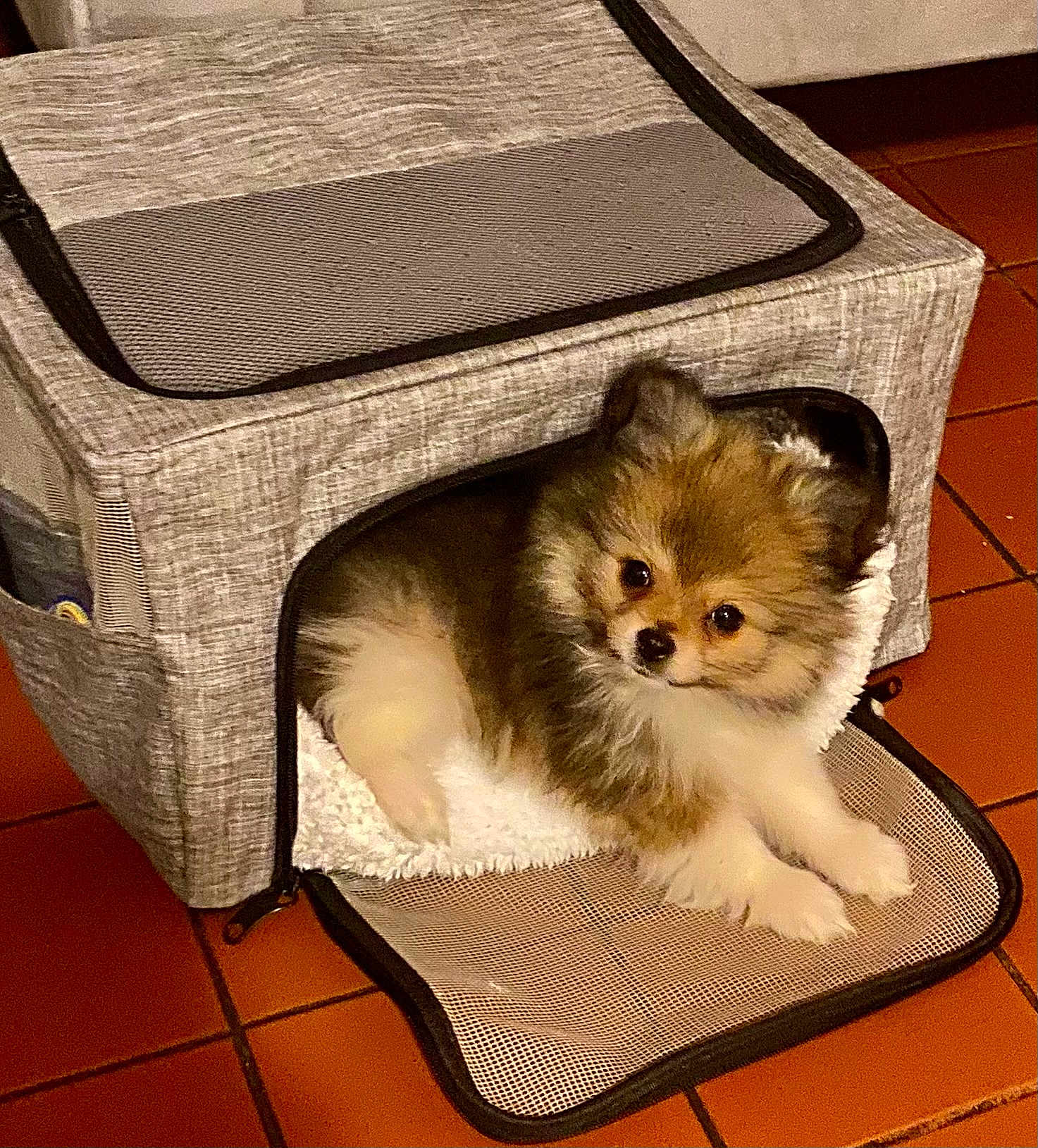 Odie is registered to the contest to win money with this photo: dog, puppy, pet_carrier, furry, indoor, brown_fur, white_fur, tile_floor, cozy, resting, small_dog, cute, animal, domestic, comfortable, mesh_door, looking, young, fluffy, companion