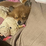Odie is registered to the contest to win money with this photo: dog, sleeping, blanket, stuffed_animal, toy, cozy, indoors, cute, pet, snuggling, resting, fur, small_dog, brown_dog, soft, relaxation, nap, comfort, animal, domestic