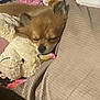 dog, sleeping, blanket, stuffed_animal, toy, cozy, indoors, cute, pet, snuggling, resting, fur, small_dog, brown_dog, soft, relaxation, nap, comfort, animal, domestic