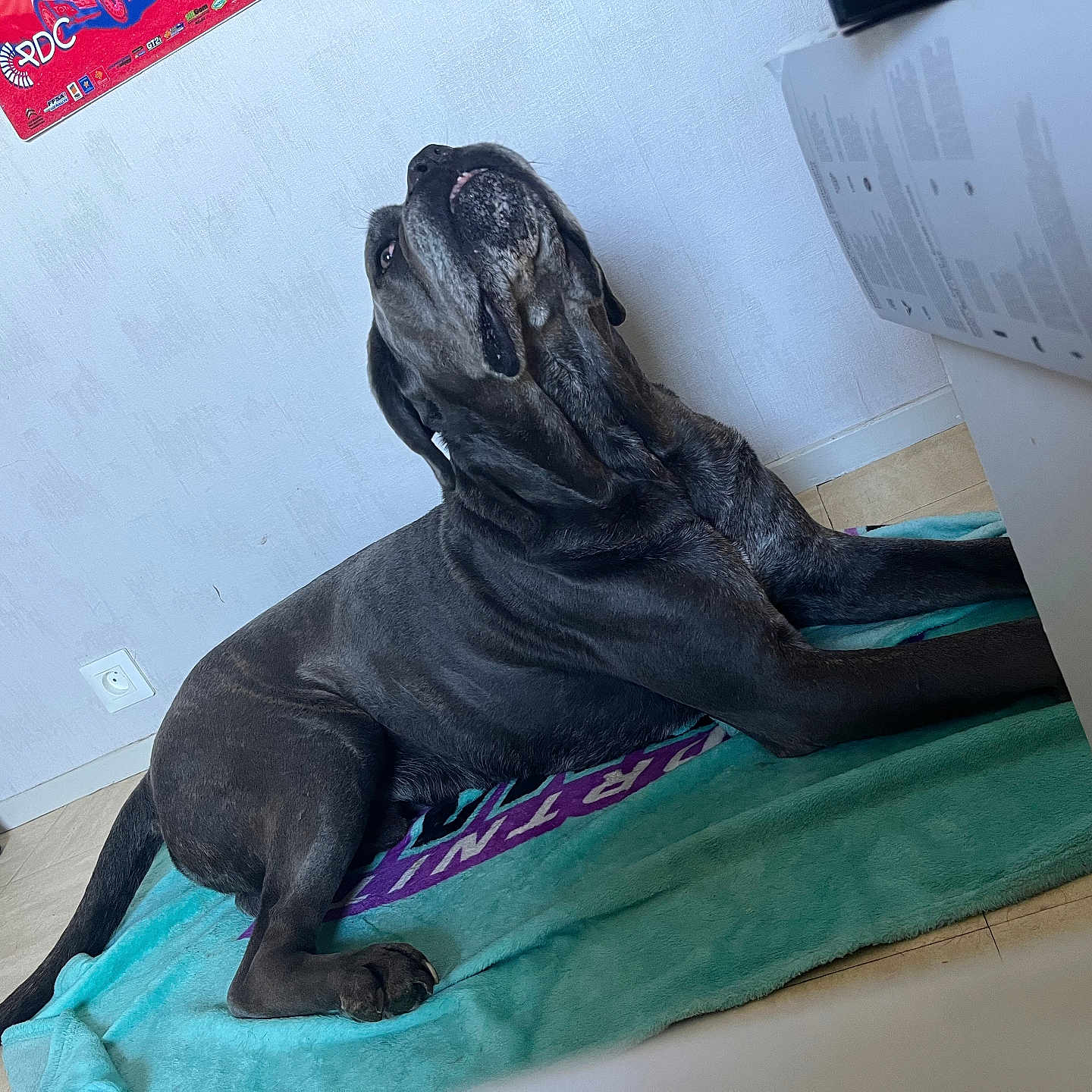 Ragnard a rejoint le concours — aidez-le/la à gagner de superbes lots ! dog, indoor, black_dog, towel, floor, shoe, wall, poster, relaxed, large_dog, pet, animal, looking_up, resting, canine, domestic_animal, floor_tile, home_interior, side_view, muzzle