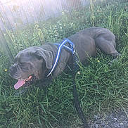 Ragnard participe au concours pour gagner de l'argent avec cette photo : dog, gray_dog, grass, outdoor, sunlight, panting, harness, leash, fence, greenery, nature, pet, canine, resting, summer, daytime, animal, tongue_out, happy, closeup
