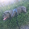 dog, gray_dog, grass, outdoor, sunlight, panting, harness, leash, fence, greenery, nature, pet, canine, resting, summer, daytime, animal, tongue_out, happy, closeup