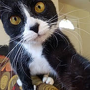 Willow is registered to the contest to win money with this photo: abyssinian, animal, architecture, blackcat, building, cat, chair, couch, cushion, egyptiancat, furniture, homedecor, indoors, kitten, livingroom, manx, pet, plant, pottedplant, room