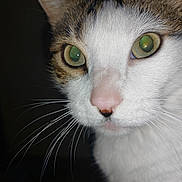 Bob a rejoint le concours — aidez-le/la à gagner de superbes lots ! animal, cat, close_up, closeup, curious, cute, domestic_animal, face, feline, fur, green_eyes, indoor, looking, mammal, pet, pink_nose, portrait, tabby, whiskers, white_fur