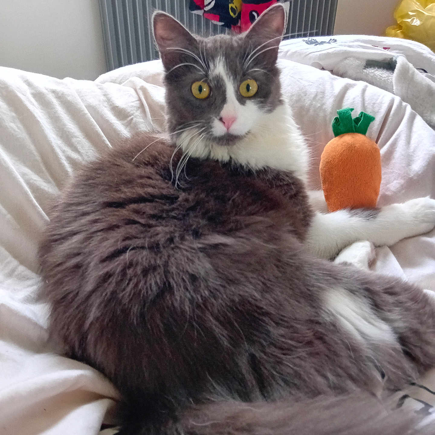 Gloutonne participe au concours pour gagner de l'argent avec cette photo : animal, bed, blanket, carrot_toy, cat, comfort, cozy, cute, domestic_animal, fluffy, fur, grey, indoor, looking, pet, plush_toy, radiator, resting, white, yellow_eyes