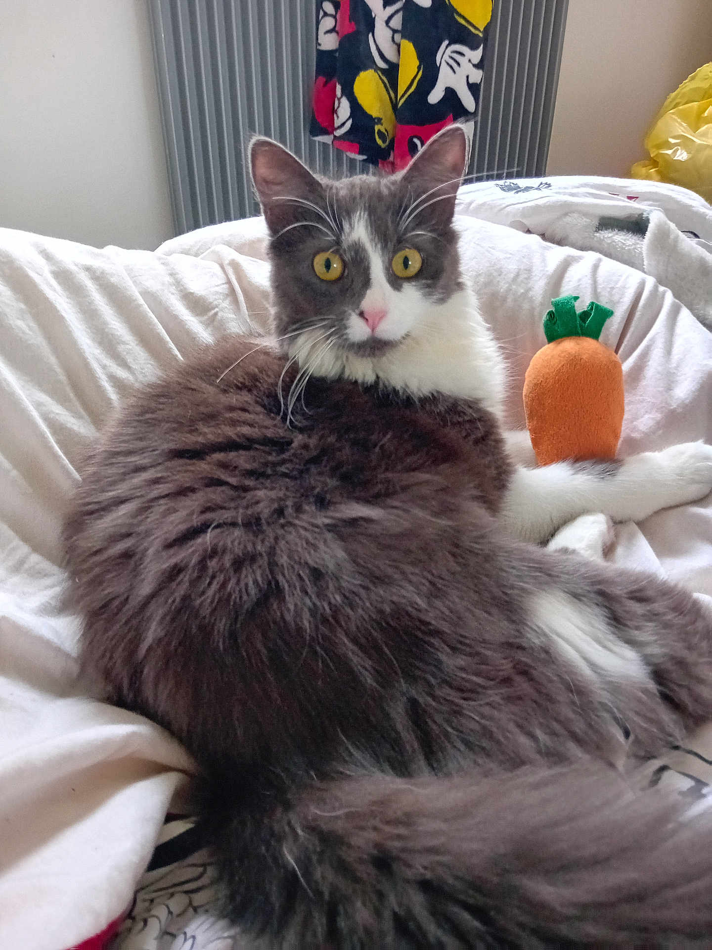 Gloutonne participe au concours pour gagner de l'argent avec cette photo : cat, fluffy, yellow_eyes, bed, plush_toy, carrot_toy, blanket, radiator, indoor, pet, fur, white, grey, resting, domestic_animal, cozy, comfort, looking, animal, cute