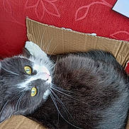 Gloutonne participe au concours pour gagner de l'argent avec cette photo : cat, tuxedo_cat, yellow_eyes, whiskers, cardboard_box, red_background, feline, fur, pet, domestic_animal, close_up, curious, cozy, resting, indoor, animal, cute, relaxed, looking_up, soft