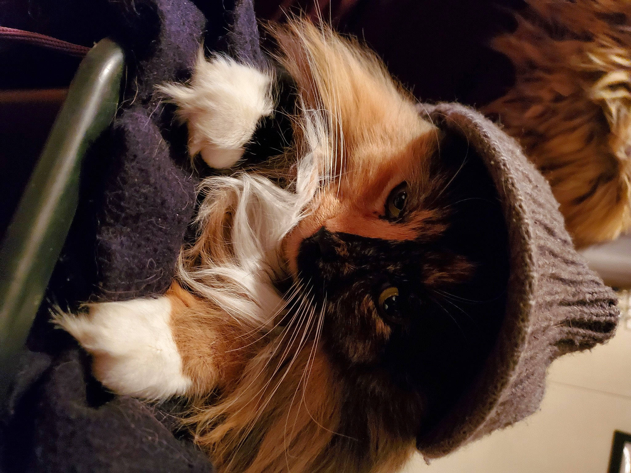 Annabelle joined the competition — help win amazing prizes! canidae, carnivore, cat, claw, comfort, companion_dog, domestic_short_haired_cat, fawn, felidae, fur, paw, small_to_medium_sized_cats, snout, tail, tree, whiskers