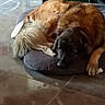 dog, pet, sleeping, cushion, floor, tile, indoor, resting, fur, large_dog, cozy, animal, canine, quiet, home, relax, comfort, brown_fur, black_fur, shaded