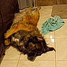 dog, sleeping, floor, tile, brown, towel, mat, indoor, pet, fur, relaxed, cozy, canine, resting, laying_down, home, curtain, brown_tiles, collar, ears
