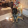 dog, christmas_tree, indoor, foosball_table, rug, chair, couch, decorations, ornaments, floor_tiles, curtains, lamp, wall, sitting, pet, cozy, holiday, festive, fur, home