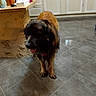 dog, indoor, kitchen, floor, tile, counter, household_items, blurry, pet, animal, standing, large_dog, fur, tongue, domestic, home, cabinet, appliance, shadow, lighting