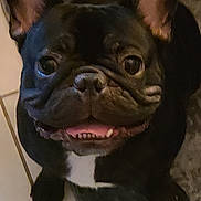 Charlie is registered to the contest to win money with this photo: dog, french_bulldog, pet, black_dog, smiling, ears, face, floor, tile_floor, rug, looking_up, indoor, animal, canine, cute, close_up, tongue, teeth, happy, domestic_animal