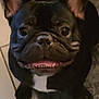 dog, french_bulldog, pet, black_dog, smiling, ears, face, floor, tile_floor, rug, looking_up, indoor, animal, canine, cute, close_up, tongue, teeth, happy, domestic_animal