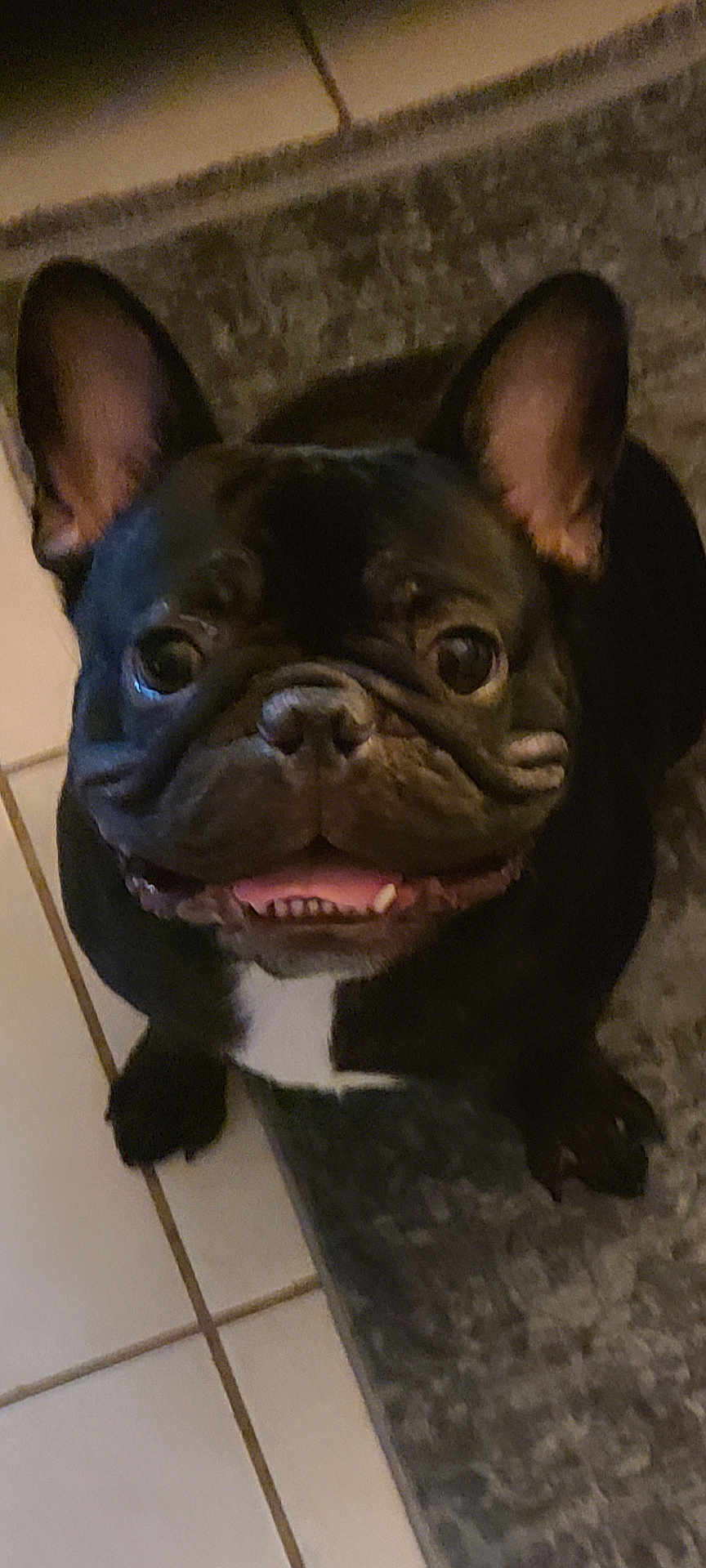 Charlie is registered to the contest to win money with this photo: dog, french_bulldog, pet, black_dog, smiling, ears, face, floor, tile_floor, rug, looking_up, indoor, animal, canine, cute, close_up, tongue, teeth, happy, domestic_animal