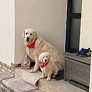 Tommy Et Biggy a rejoint le concours — aidez-le/la à gagner de superbes lots ! dog, golden_retriever, puppy, adult_dog, bandana, red_bandana, doorstep, rug, buddha_statue, sneakers, blue_shoes, yellow_stripes, bench, outdoor, concrete, wall, pet, animal, cute, portrait