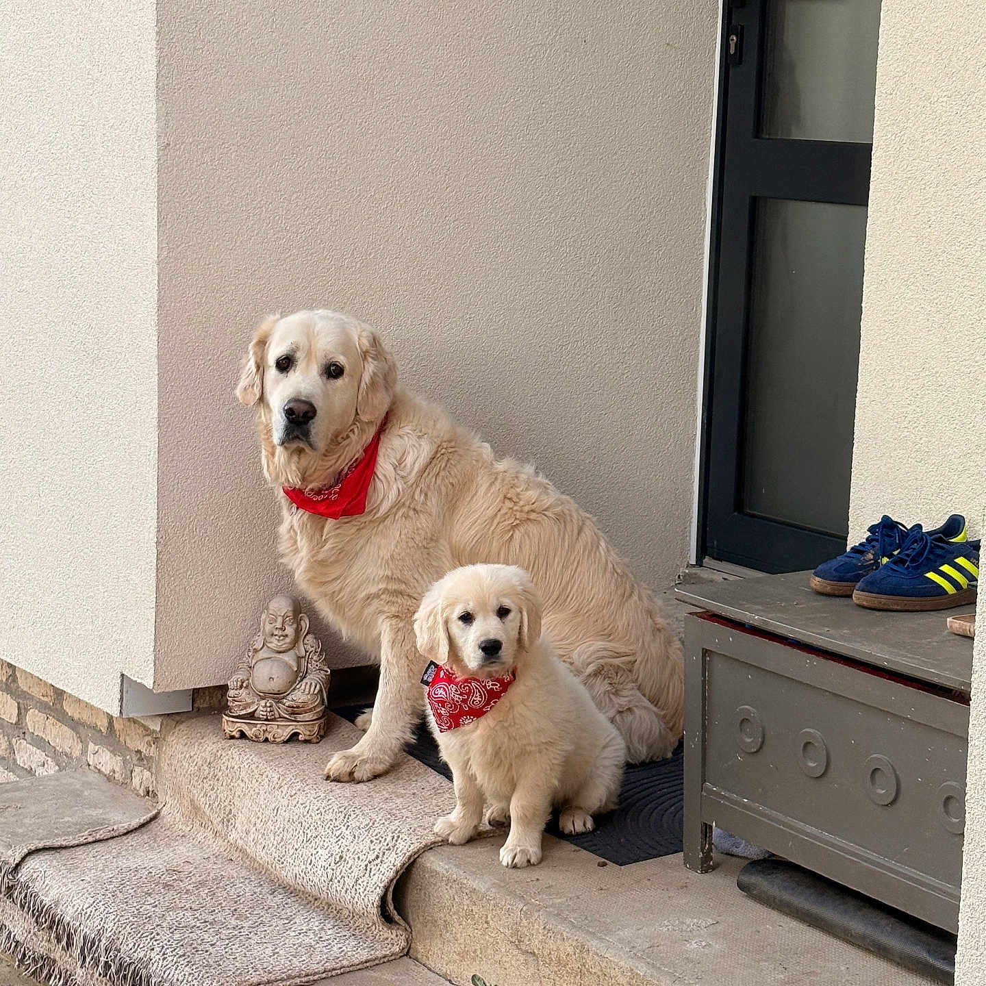 Tommy Et Biggy a rejoint le concours — aidez-le/la à gagner de superbes lots ! dog, golden_retriever, puppy, adult_dog, bandana, red_bandana, doorstep, rug, buddha_statue, sneakers, blue_shoes, yellow_stripes, bench, outdoor, concrete, wall, pet, animal, cute, portrait