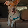 dog, car, backseat, blanket, pet, animal, canine, curious, seat, collar, harness, indoor, transportation, resting, mammal, looking, cute, ears, fur, companion