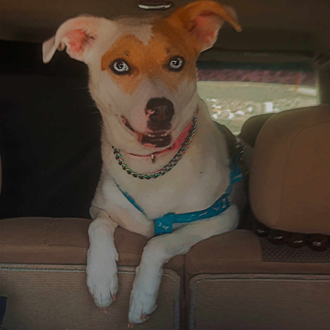 Maka Marie joined the competition — help win amazing prizes! dog, car, backseat, blanket, pet, animal, canine, curious, seat, collar, harness, indoor, transportation, resting, mammal, looking, cute, ears, fur, companion