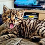Happy participe au concours pour gagner de l'argent avec cette photo : kitten, cat, tabby, blue_eyes, mouth_open, whiskers, fur, paw, indoor, living_room, couch, furniture, television, blurred_background, cute, young_animal, pet, animal, close_up, resting