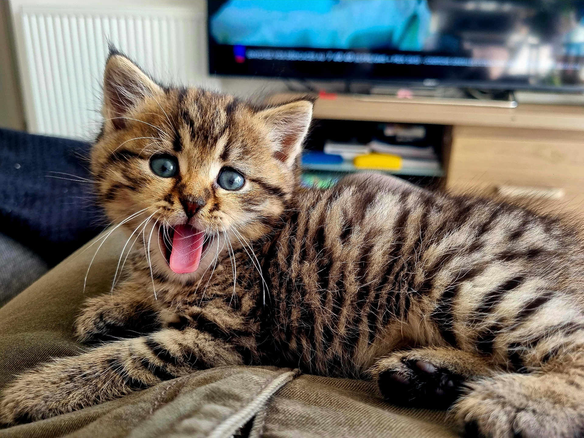 Happy participe au concours pour gagner de l'argent avec cette photo : kitten, cat, tabby, blue_eyes, mouth_open, whiskers, fur, paw, indoor, living_room, couch, furniture, television, blurred_background, cute, young_animal, pet, animal, close_up, resting