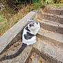 cat, animal, outdoor, stairs, concrete, tail, white, gray, grass, leaves, nature, curious, pet, feline, sitting, step, daylight, fur, side_view, quiet