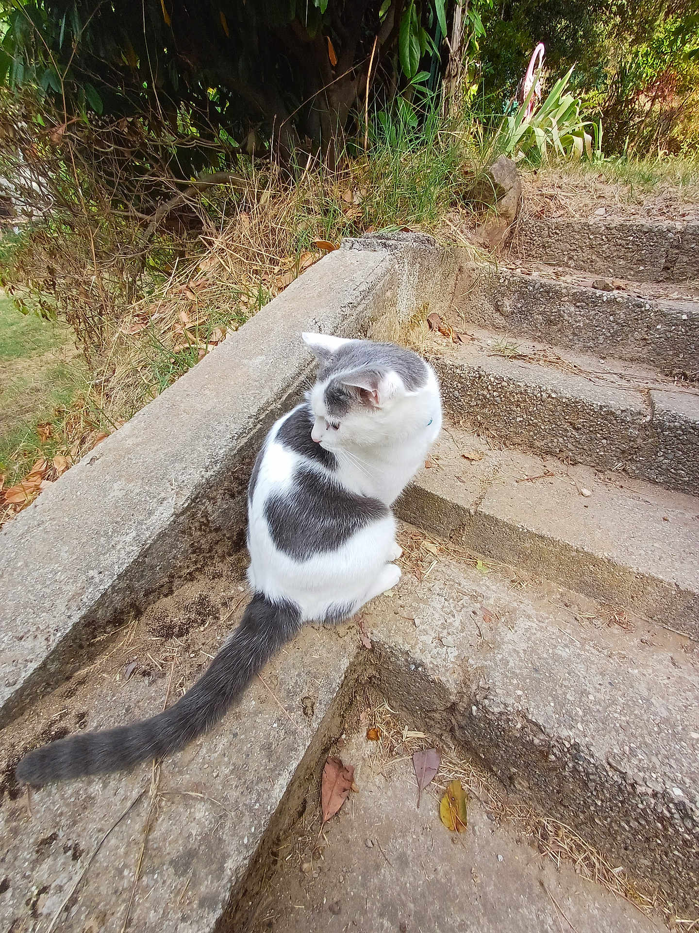 Ulisse