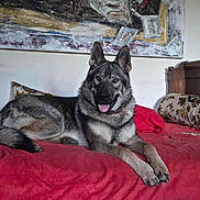 Wagner a rejoint le concours — aidez-le/la à gagner de superbes lots ! animal, canine, comfort, couch, dog, ears_up, fur, furniture, german_shepherd, happy, home, indoor, laying, painting, pet, portrait, red_blanket, relaxed, tongue_out, wall