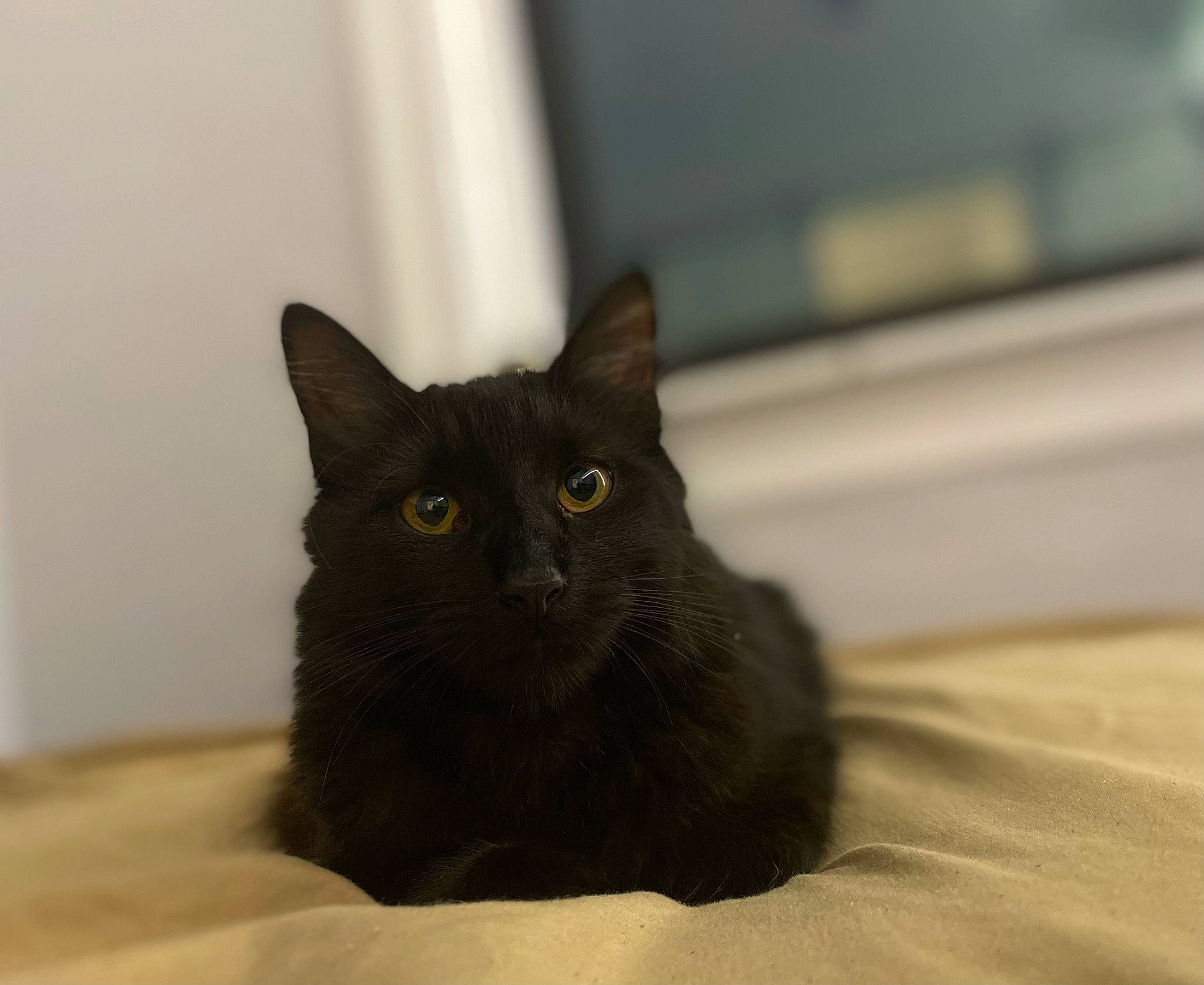 Opal is registered to the contest to win money with this photo: black_cat, brown, carnivore, cat, domestic_short_haired_cat, felidae, fur, small_to_medium_sized_cats, snout, terrestrial_animal, whiskers