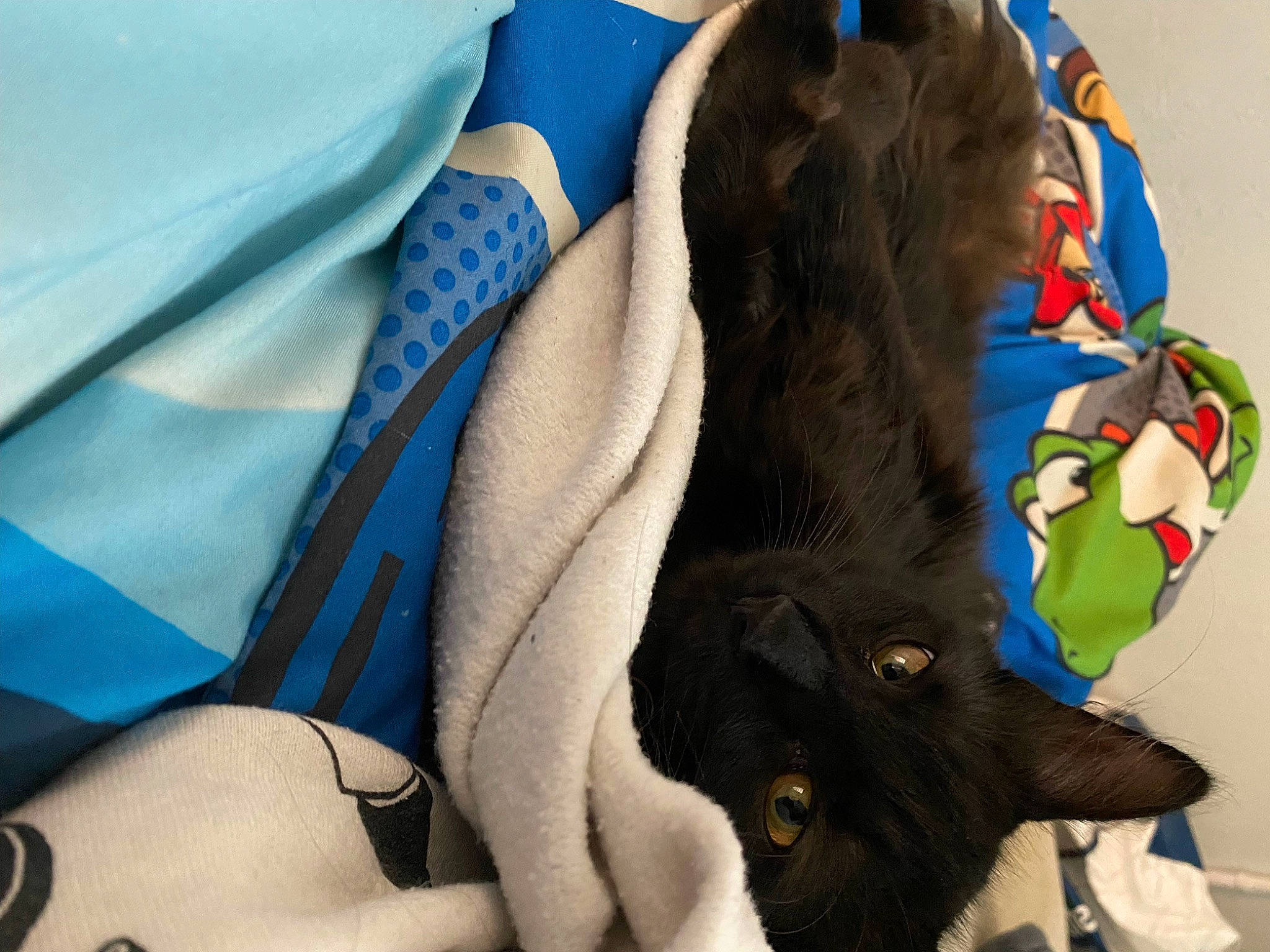 Opal joined the competition — help win amazing prizes! bag, carnivore, comfort, dog_breed, electric_blue, fashion_accessory, fawn, felidae, fur, jacket, linens, personal_protective_equipment, sleeve, small_to_medium_sized_cats, sporting_group, sportswear, textile, tie, whiskers, working_animal