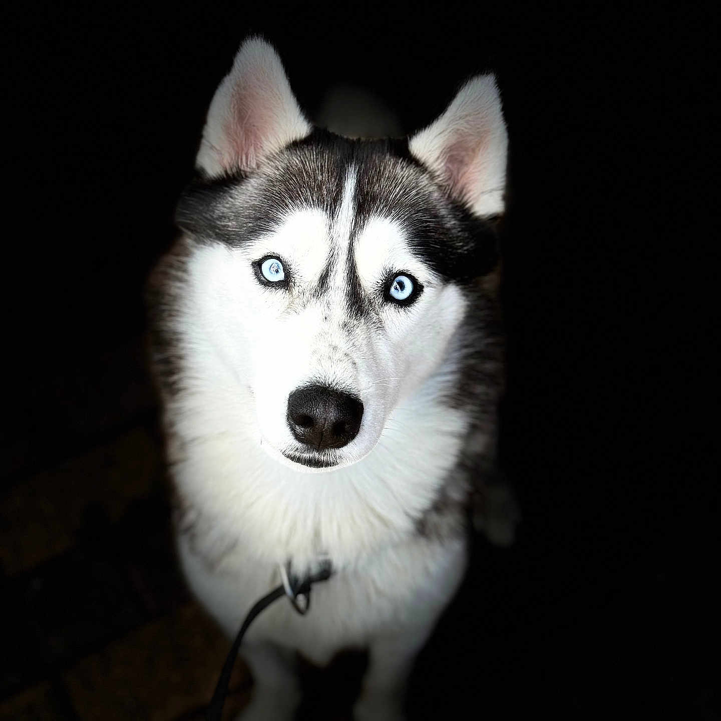 Azou a rejoint le concours — aidez-le/la à gagner de superbes lots ! alert, animal, black_background, blue_eyes, canine, close_up, cute, dog, domestic_animal, ears, focus, fur, leash, looking_up, muzzle, outdoor, pet, portrait, siberian_husky, whiskers