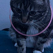 Mochi joined the competition — help win amazing prizes! animal, blue_background, cat, close_up, collar, curious, cute, domestic_cat, feline, fur, indoor, paws, pet, playful, portrait, sitting, striped, tabby, whiskers, white_paws