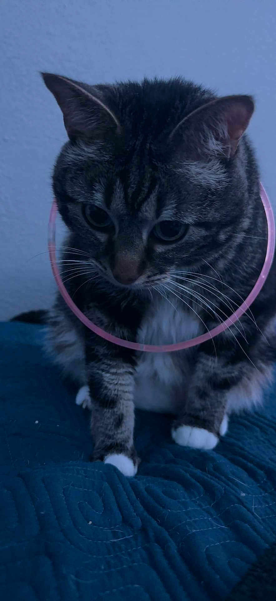 Mochi